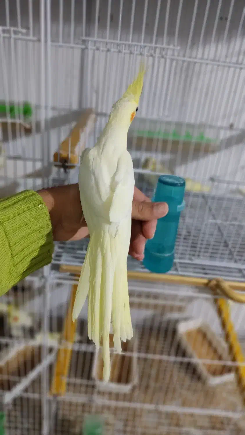 عروس هلندی دستی|پرنده|قوچان, |دیوار