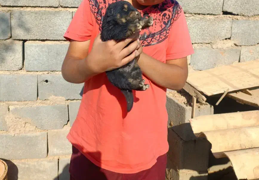 سگ روتوایلر|سگ|بادرود, |دیوار