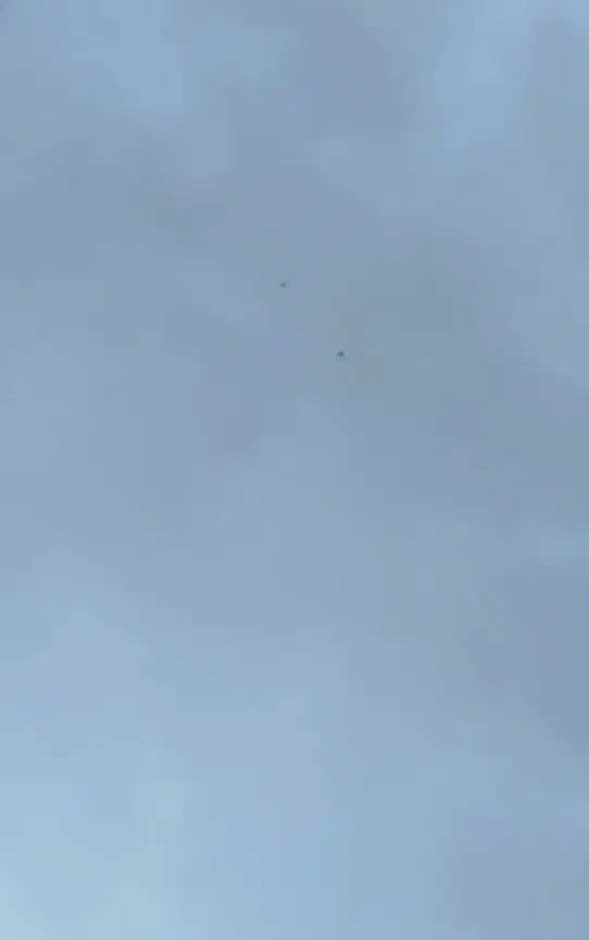 کبوتر پرشی|پرنده|شاهین دژ, |دیوار