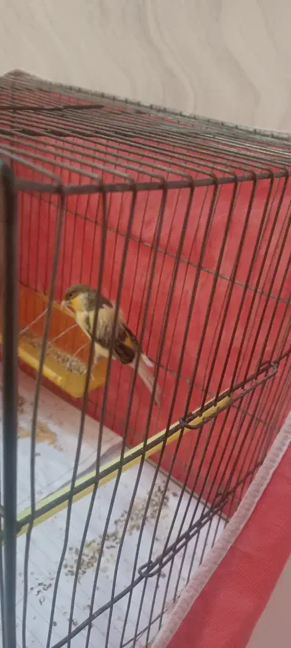قناری نر بالغ|پرنده|مشهد, میعاد (شهرک غرب)|دیوار