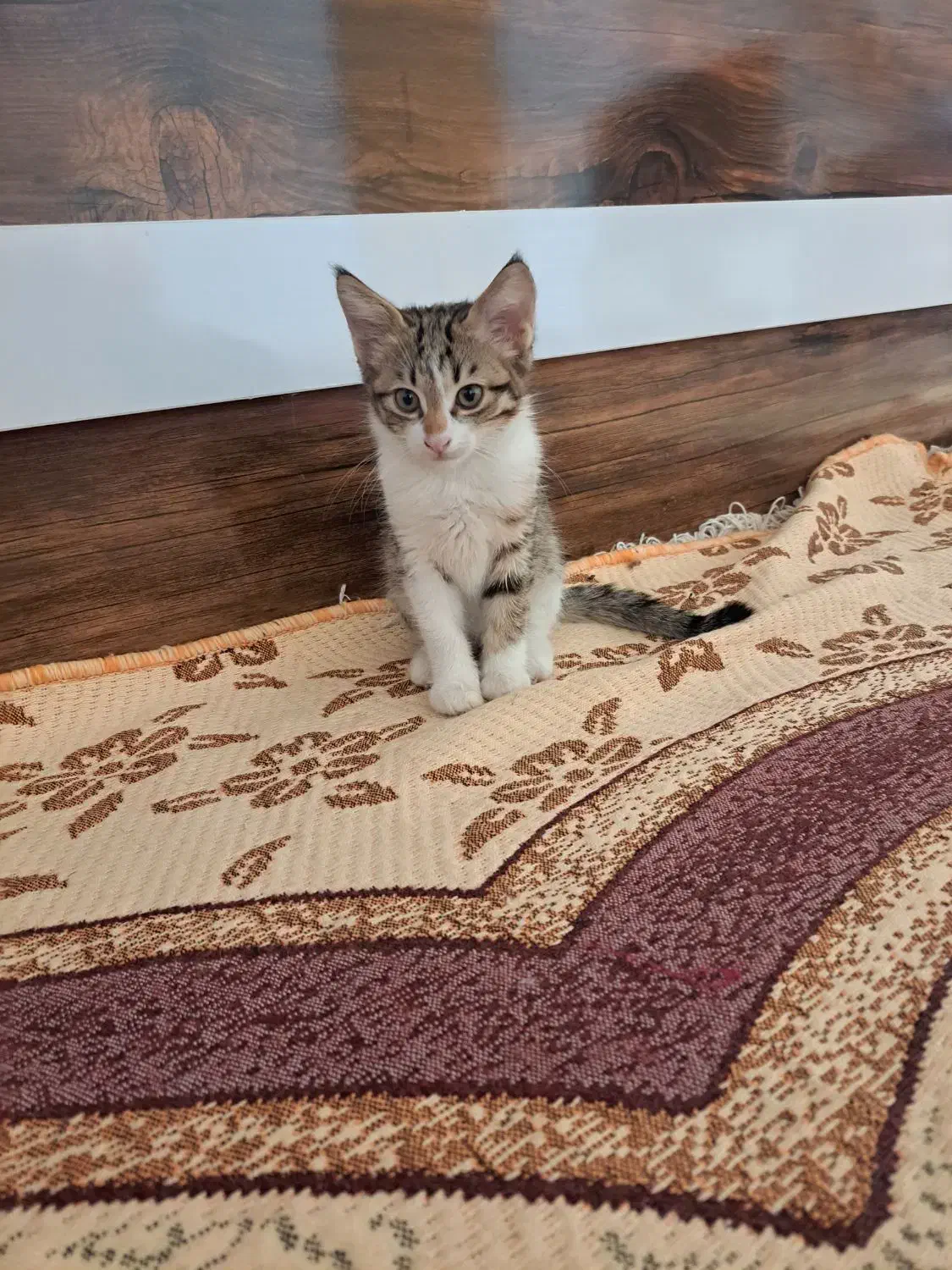 واگذاری گربه های نر و ماده|گربه|تبریز, |دیوار