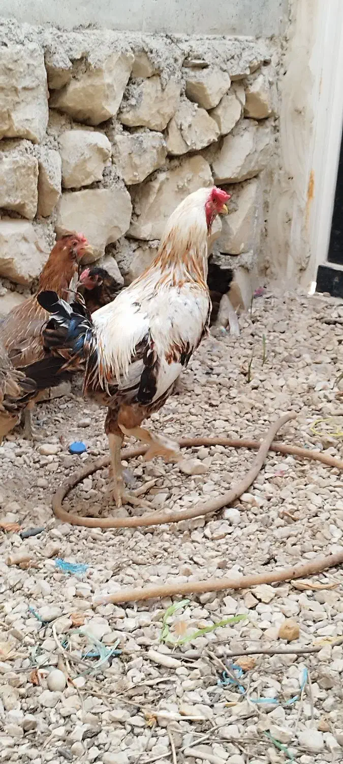 دو مرغ محلی  ویک خورس لاری|حیوانات مزرعه|برازجان, |دیوار