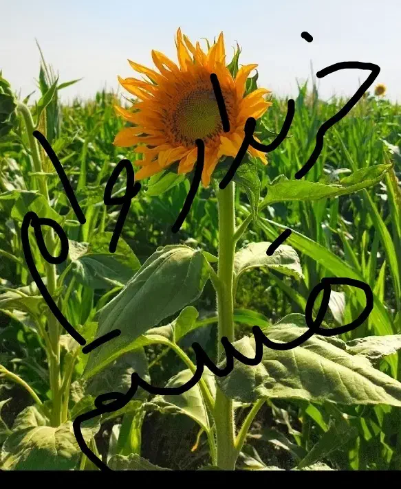 گل زیبا مصنوعی هر دو عکس را ببینید|گل مصنوعی|تربتحیدریه, حیدرآباد|دیوار