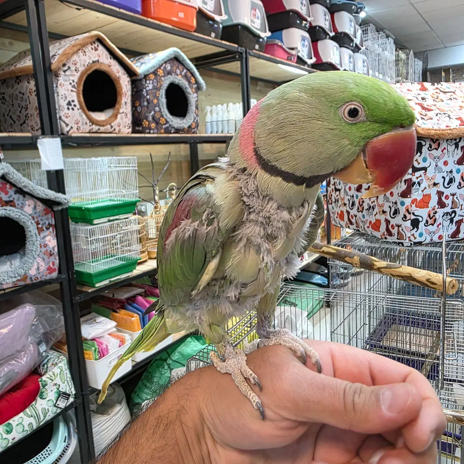 شاه طوطی نر بالغ دستی|پرنده|کرج, فاز ۳ گوهردشت|دیوار