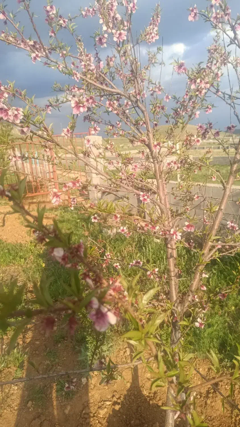 فروش زمین میان چنار|فروش زمین و ملک کلنگی|چیتاب, |دیوار