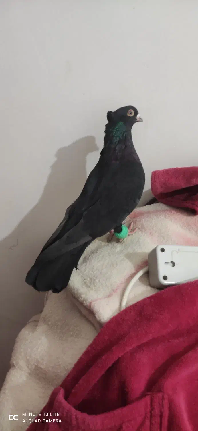 کفتر کبوتر|پرنده|خورموج, |دیوار