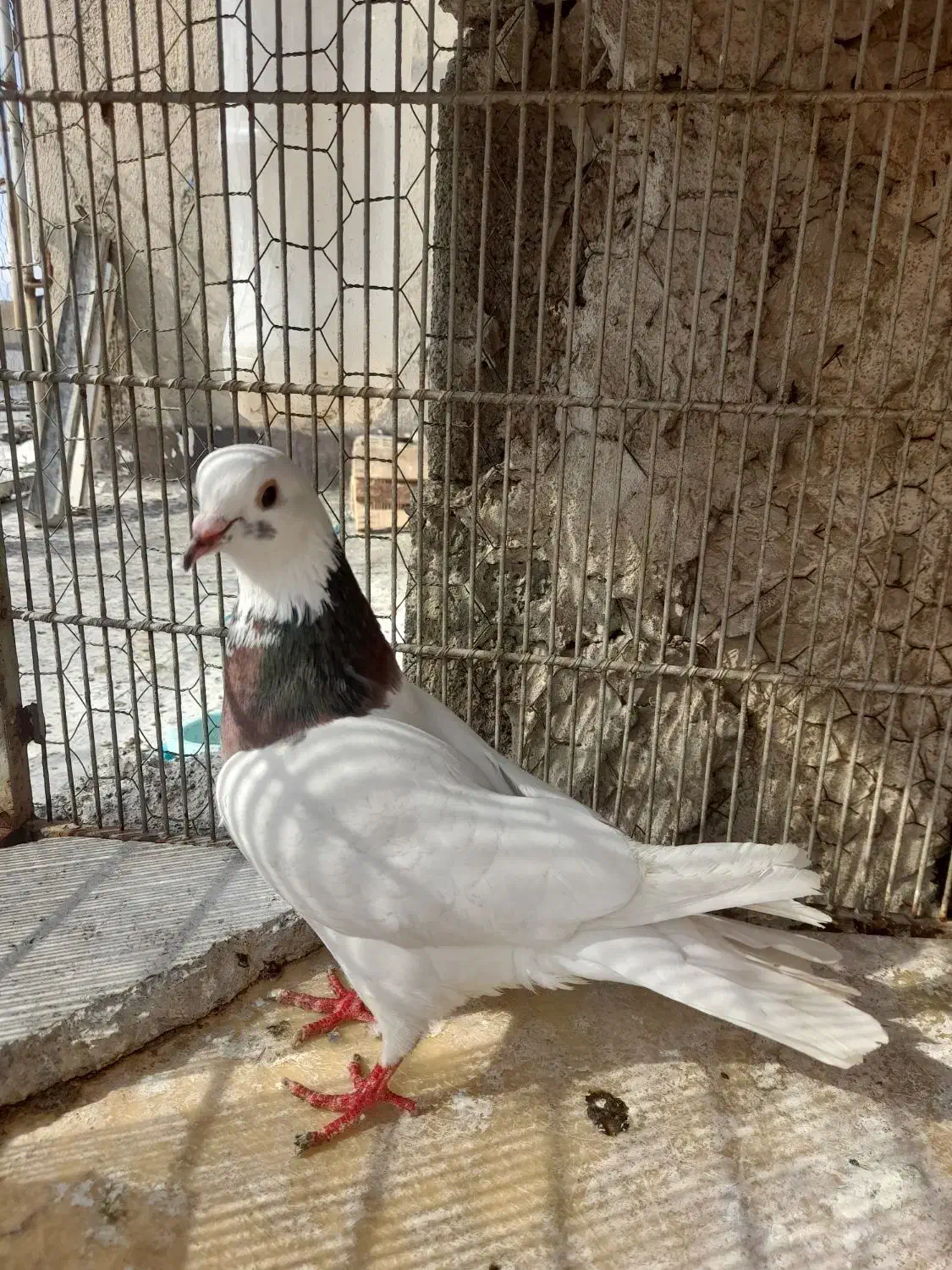 چند عدد کبوتر|پرنده|ماهدشت, |دیوار