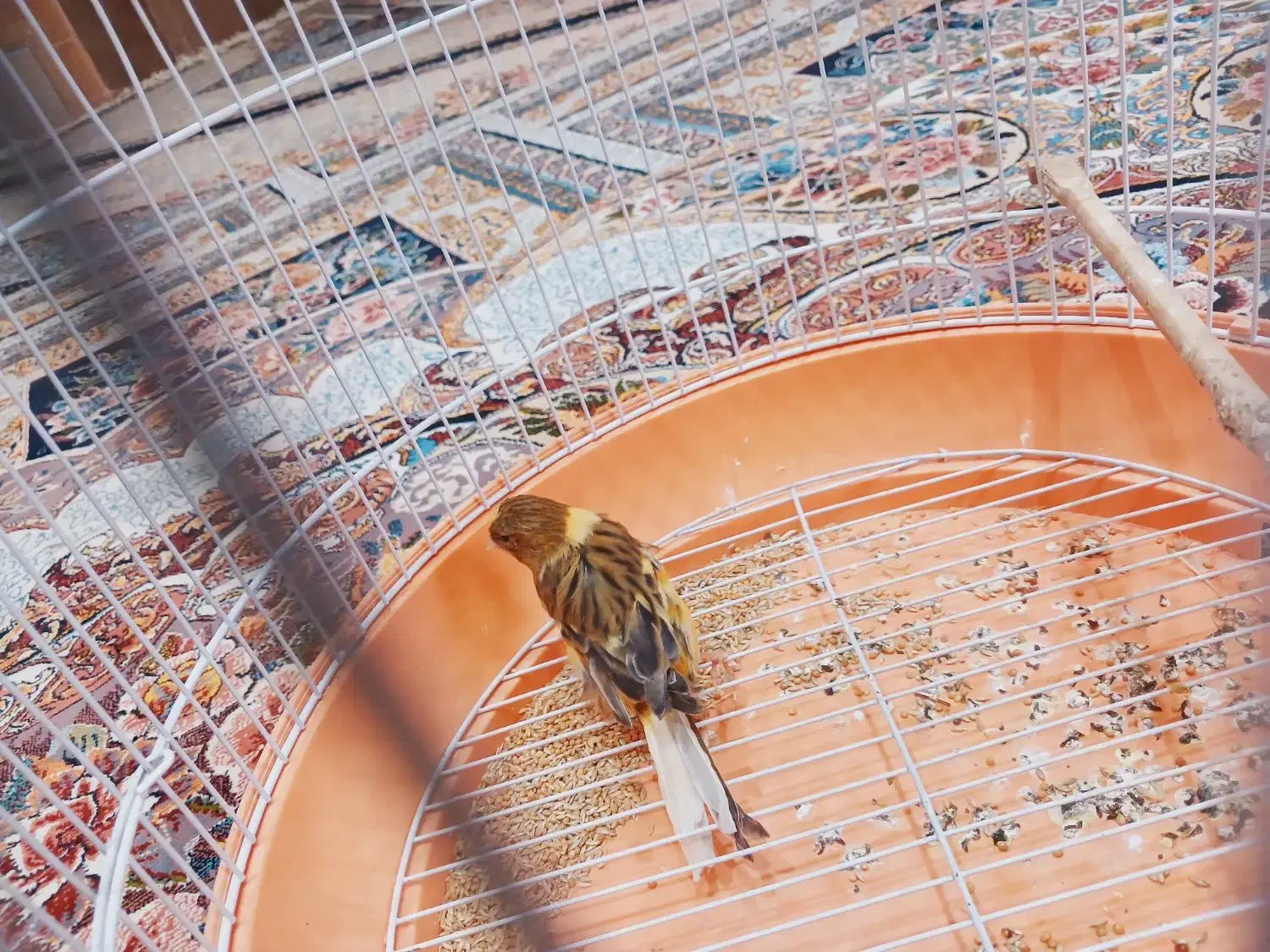 قناری ماده به فروش می رسد|پرنده|بم, |دیوار