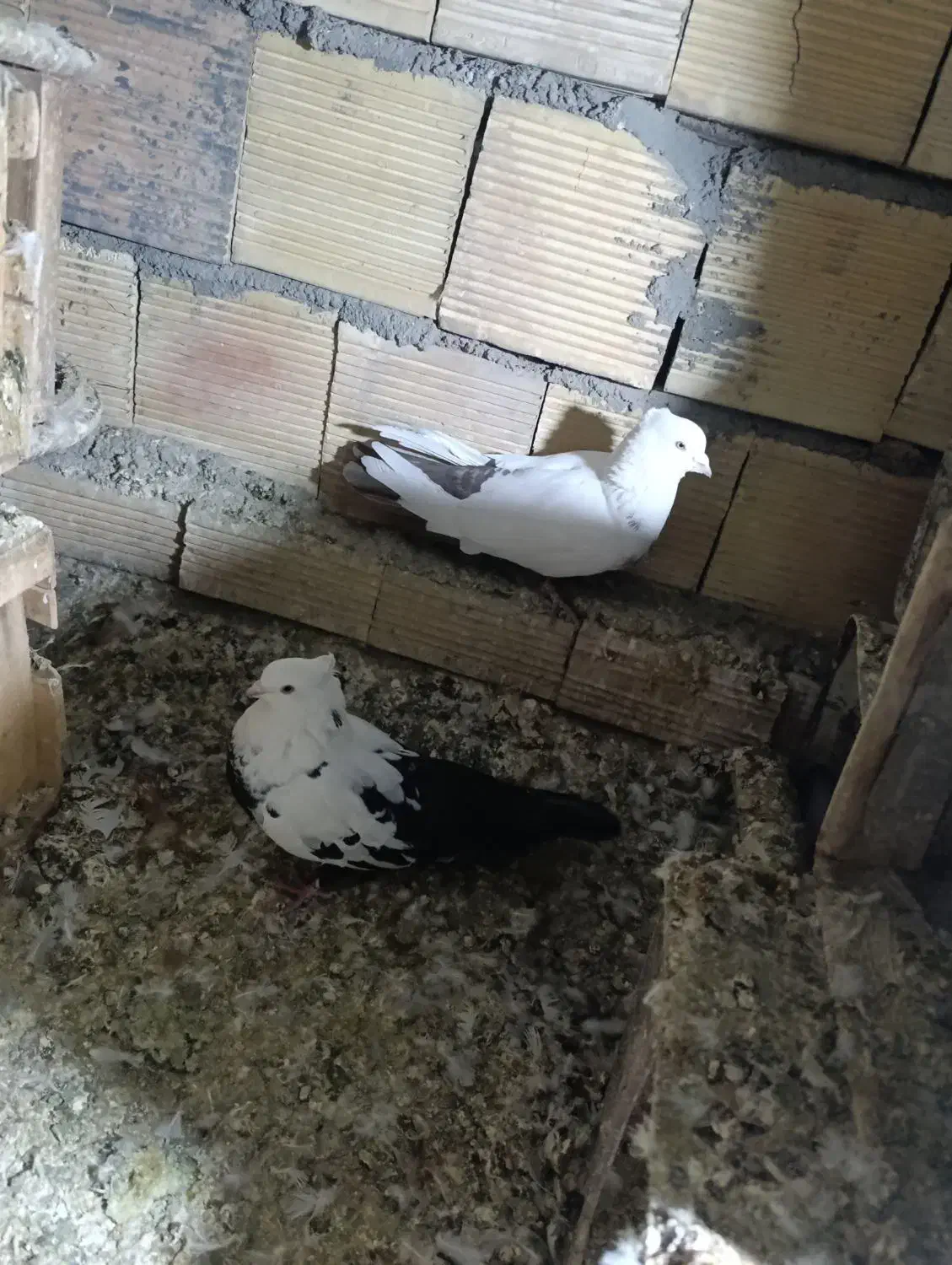 کبوتر|پرنده|بروجرد, |دیوار