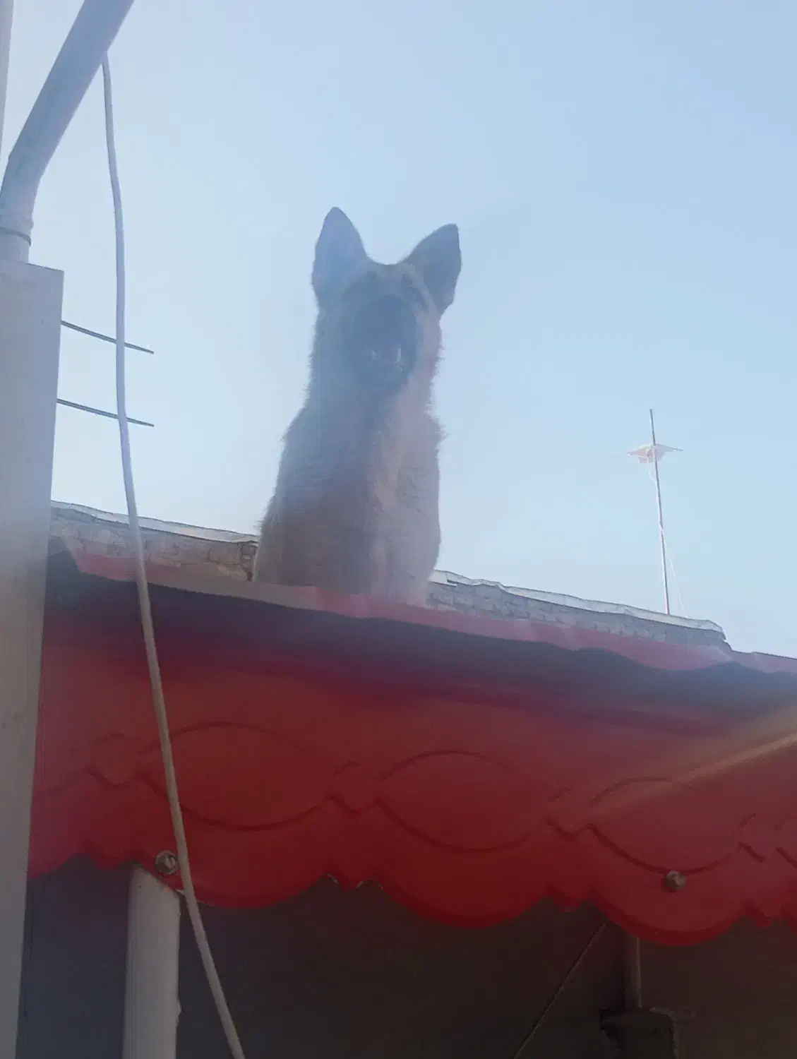 سگ گرگی|سگ|تایباد, |دیوار