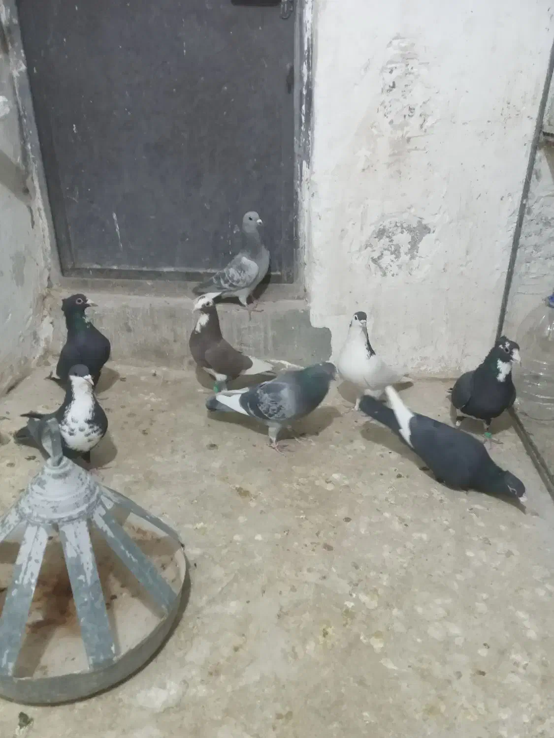 نر تبعیدی گردن کلفت زرند|پرنده|کرمان, |دیوار