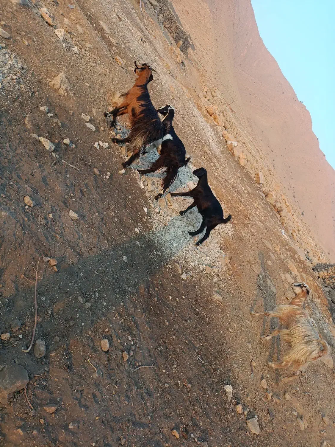 ۴تا بز ابستن باغ‌ملک|حیوانات مزرعه|ایذه, |دیوار