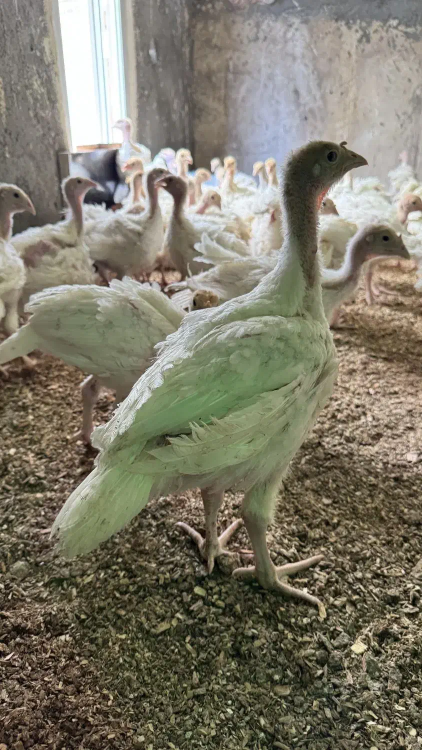 نیمچه جوجه بوقلمون بیوتی ۴۰ روزه|حیوانات مزرعه|تهران, کن|دیوار