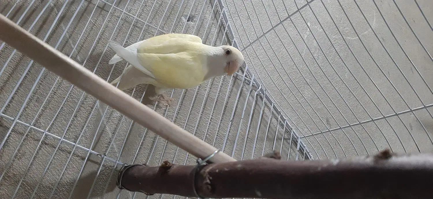 کوتوله ماده|پرنده|سراوان, |دیوار