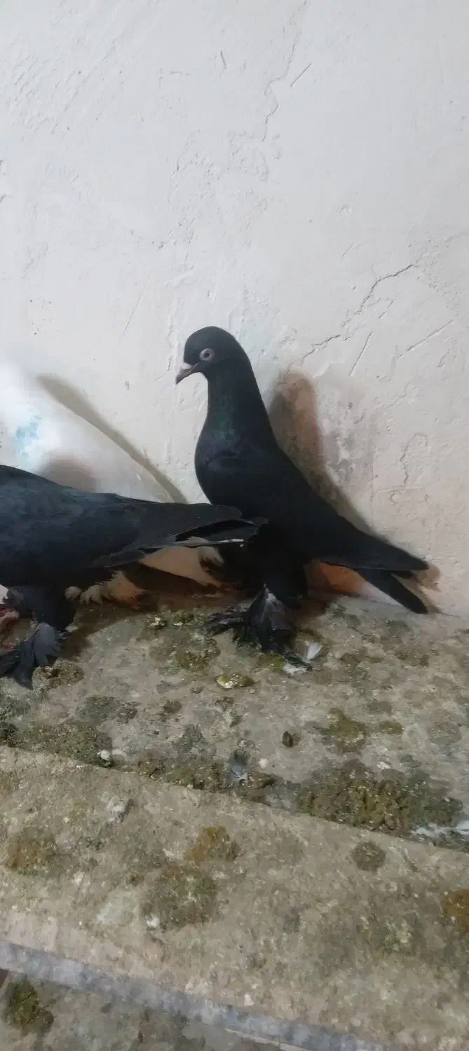 کبوتر|پرنده|تبریز, |دیوار