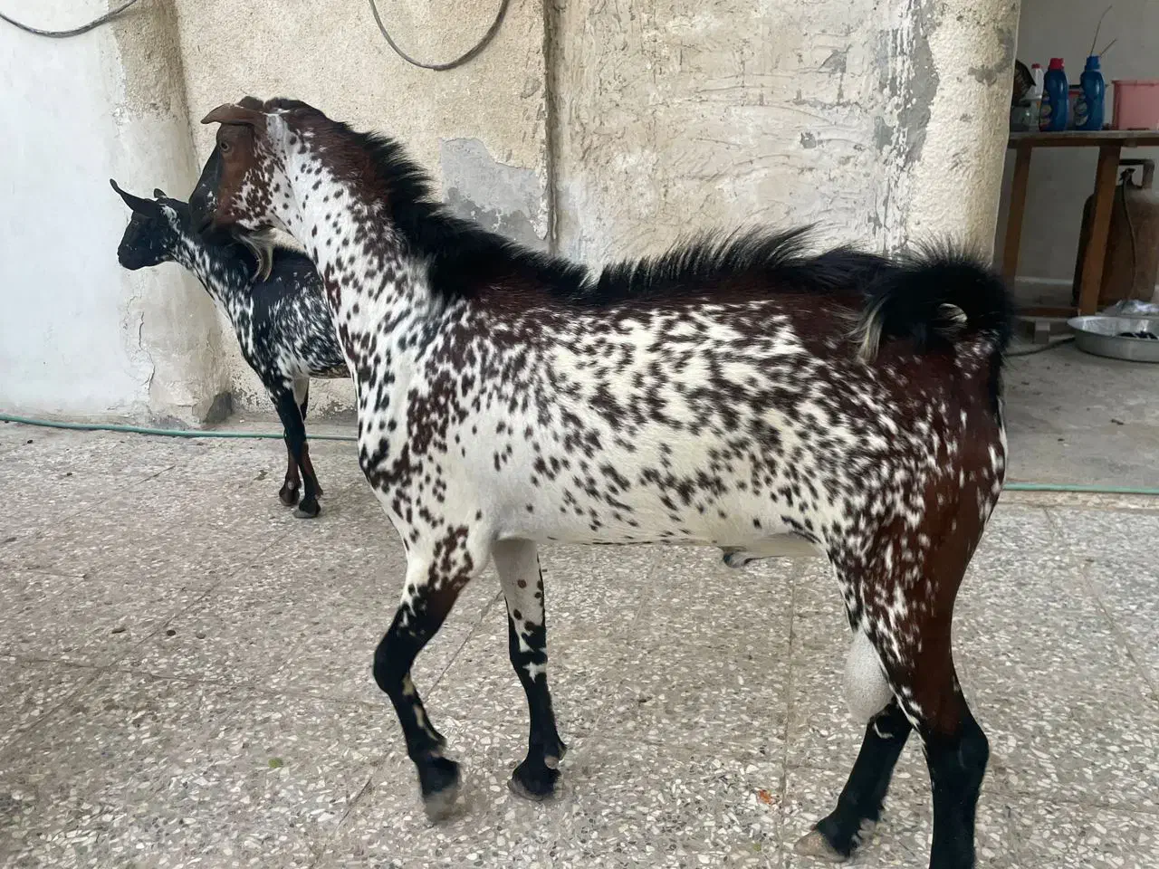 کهره|حیوانات مزرعه|قشم, |دیوار