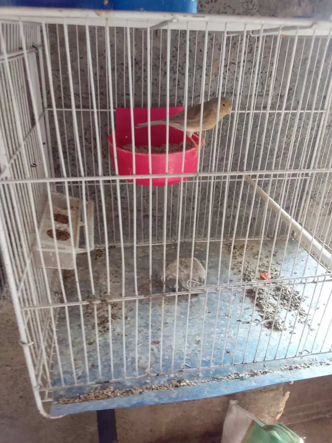 قناری|پرنده|نیشابور, مبارکه|دیوار