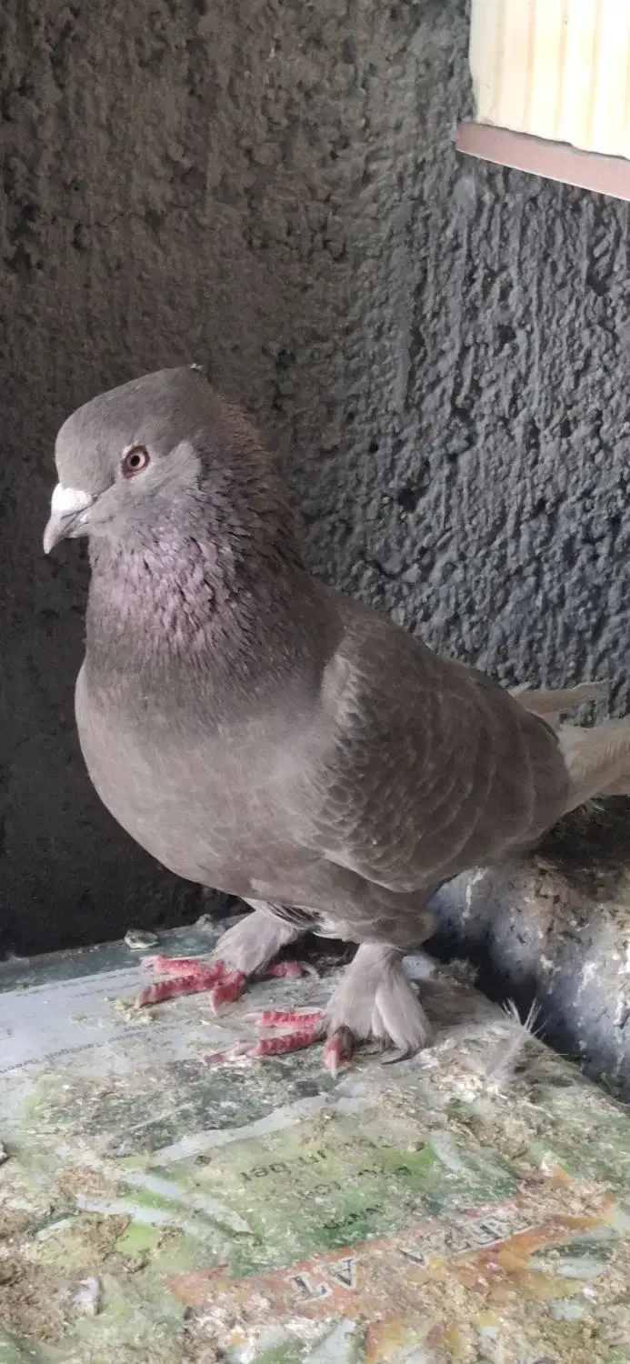 قهوه دم سفید شمک تخت دوازده دم|پرنده|جنت, |دیوار