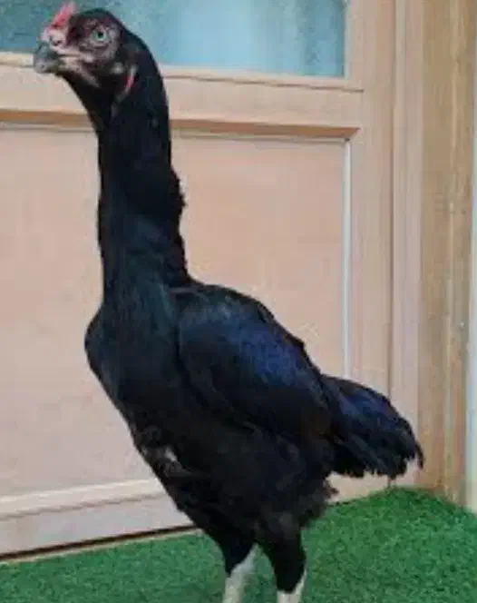 خروس .مرغ لاری|حیوانات مزرعه|قم, سربخش|دیوار