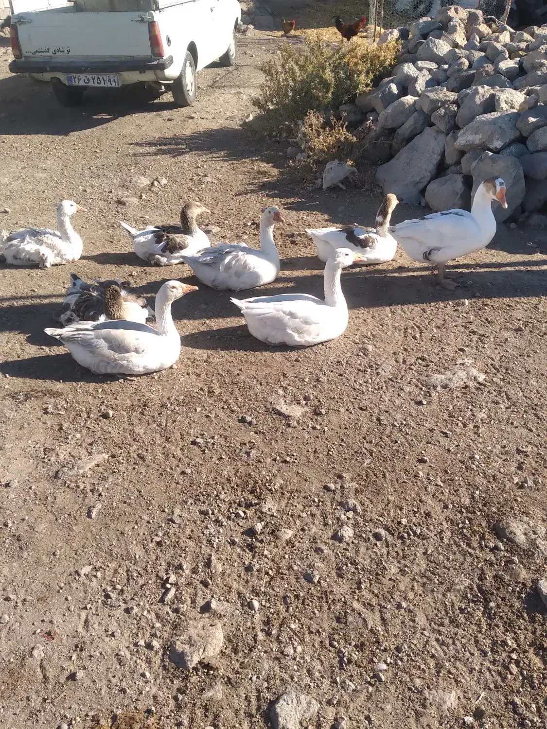 غاز محلی امسال|حیوانات مزرعه|مشگین شهر, |دیوار