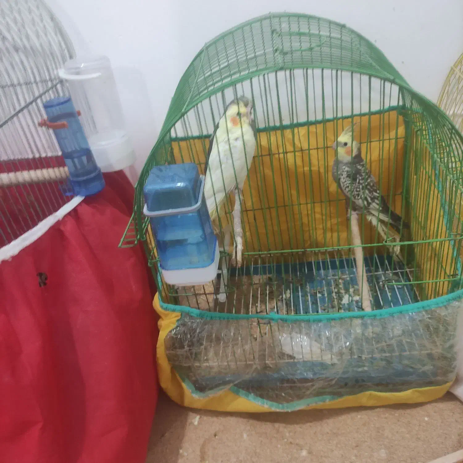 عروس هلندی حراج شد|پرنده|بندر کنگان, |دیوار