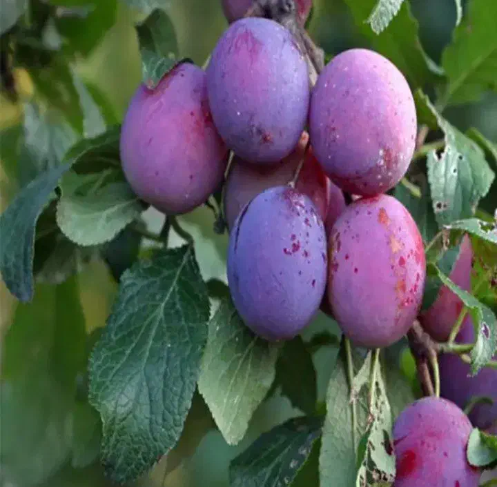 نهال آلو سیاه|خدمات باغبانی و درختکاری|الیگودرز, |دیوار