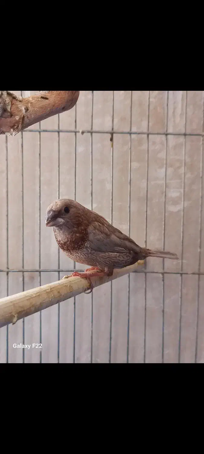 فنچ بنگالی پرل شکلاتی مست|پرنده|هشتگرد, هشتگرد قدیم|دیوار