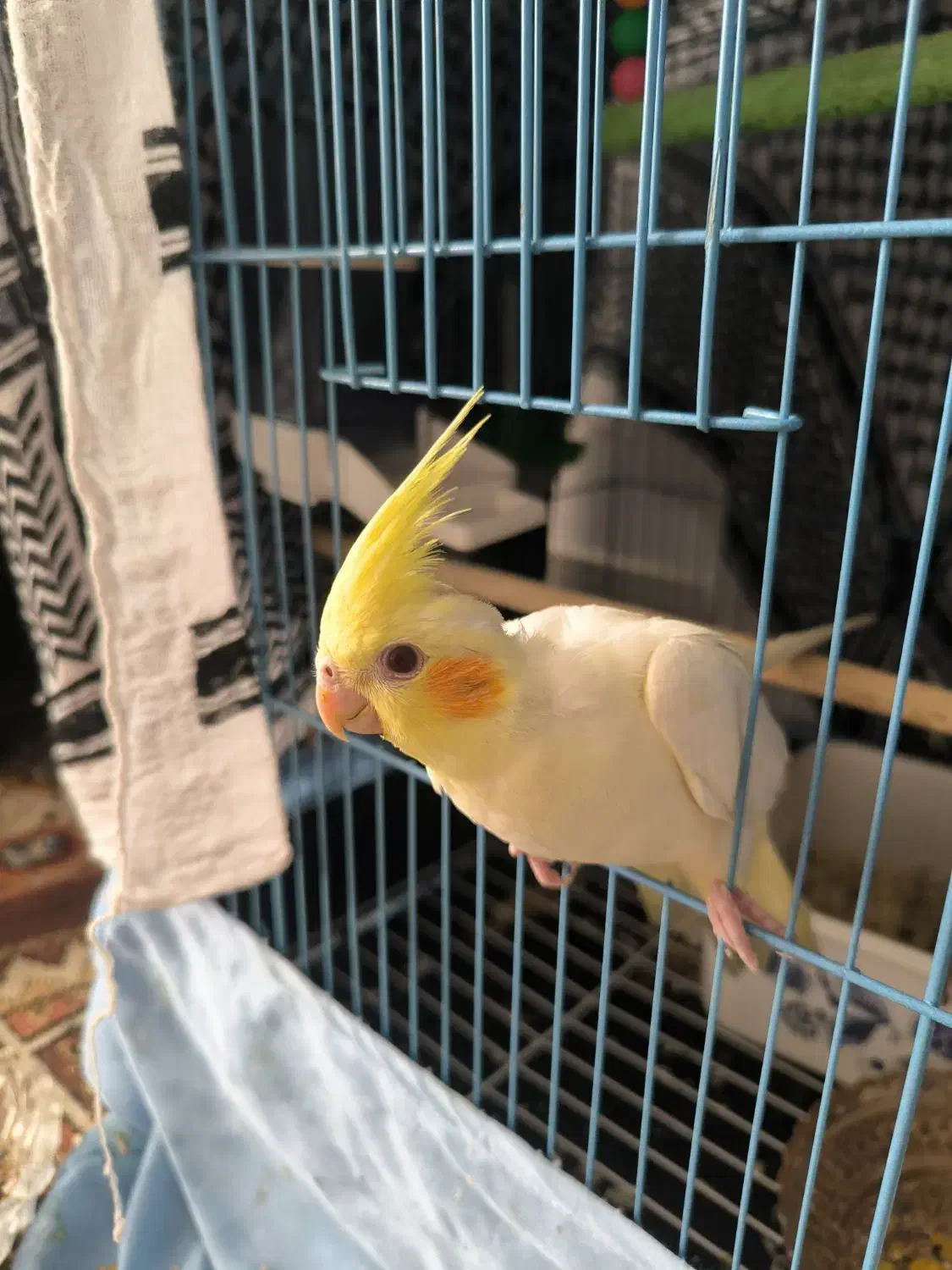 فروش عروس هلندی|پرنده|کاشان, شهرک صنعتی کویر|دیوار