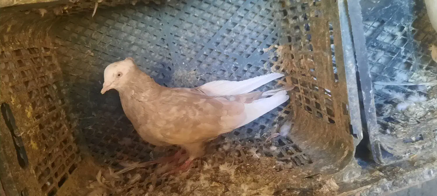 ۴ عدد ۵۰۰ تمن کبوتر گشتی|پرنده|سنندج, |دیوار