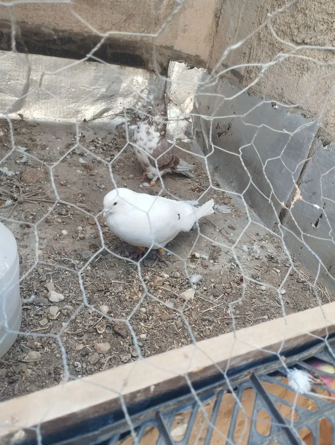 کفتر|پرنده|دلیجان, |دیوار