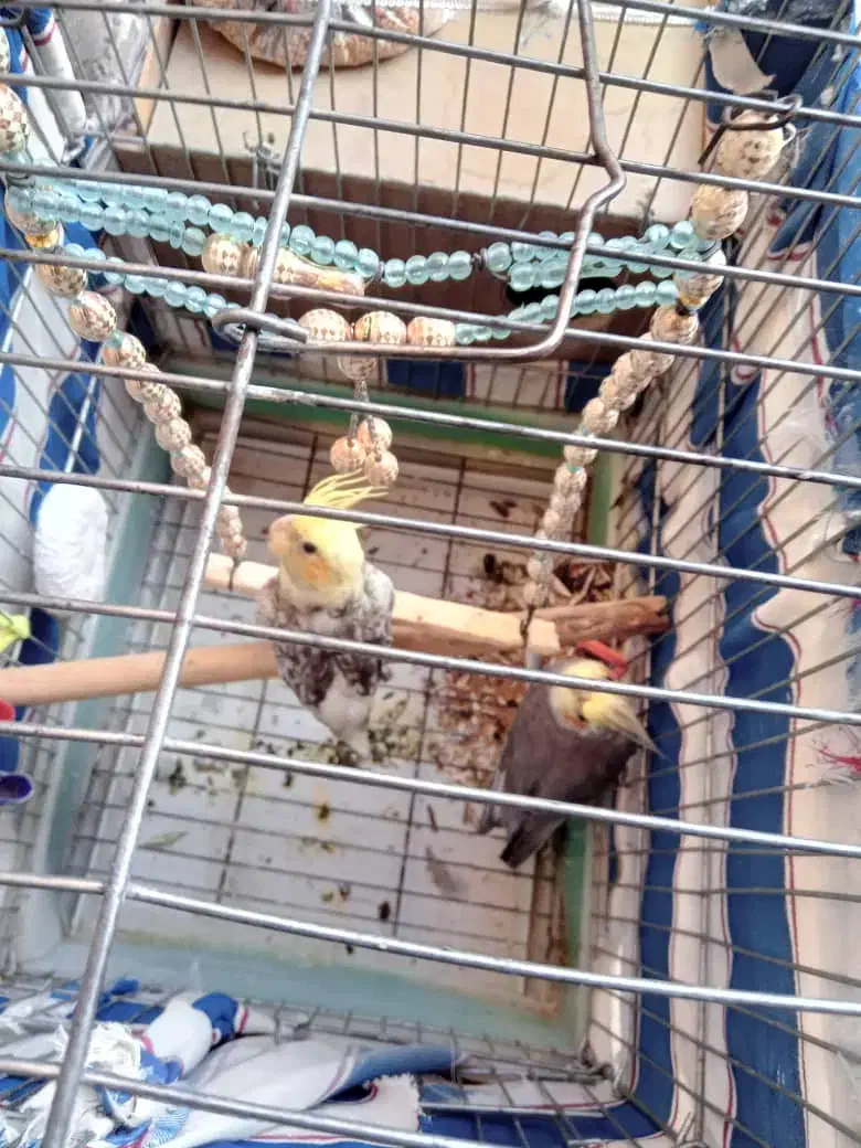 پرنده عروس هلندی|پرنده|فاضل آباد, |دیوار