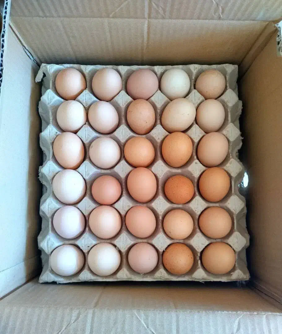 استخدام|استخدام صنعتی، فنی، مهندسی|محمدشهر, ولدآباد|دیوار