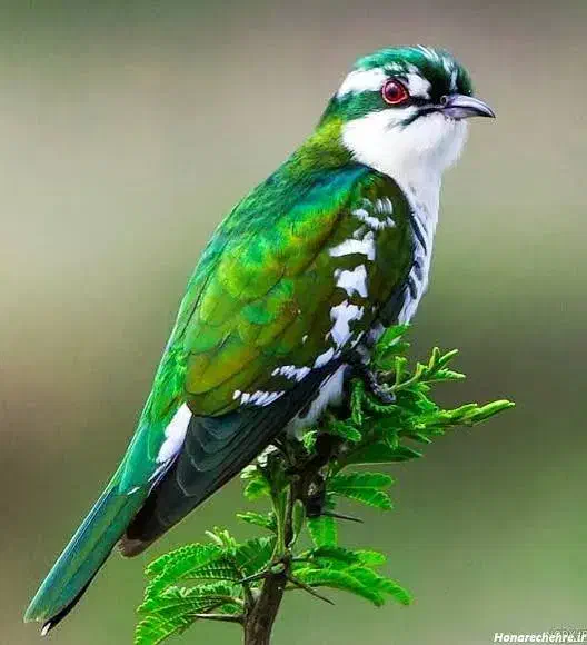 سیره عکس بعدی|پرنده|کوهدشت, |دیوار