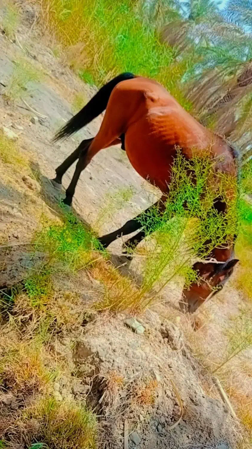 اسب فروشی|اسب و تجهیزات اسب‌سواری|جیرفت, |دیوار