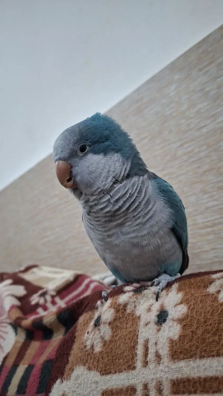 طوطی راهب آبی رام دستی|پرنده|اهواز, شهرک نفت|دیوار