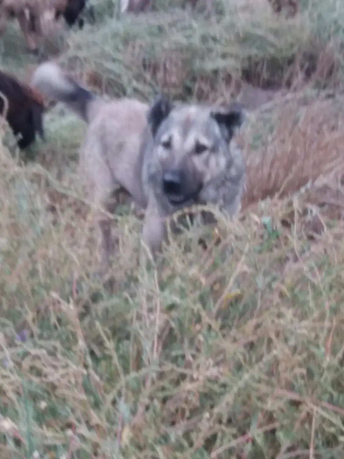 گمشده|حیوانات|خوی, |دیوار