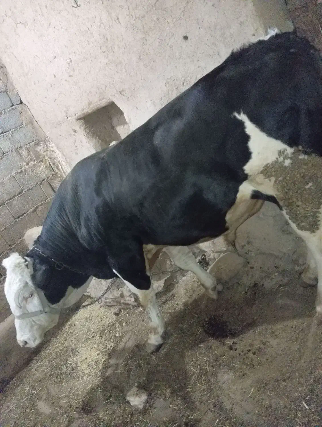 گاو نر قصابی|حیوانات مزرعه|دیواندره, |دیوار