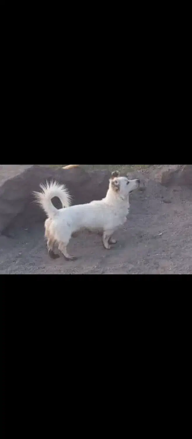 سگ پاکوتاه|سگ|کرمان, |دیوار