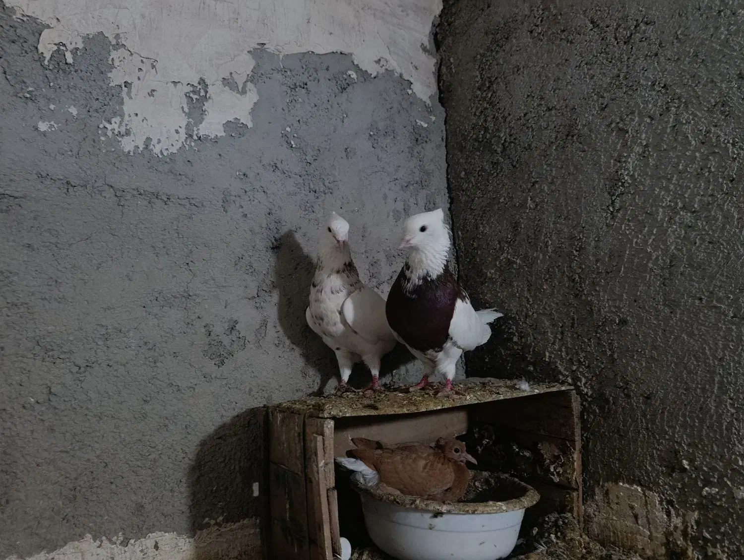 طوقی هفت رنگ|پرنده|نگین شهر, |دیوار