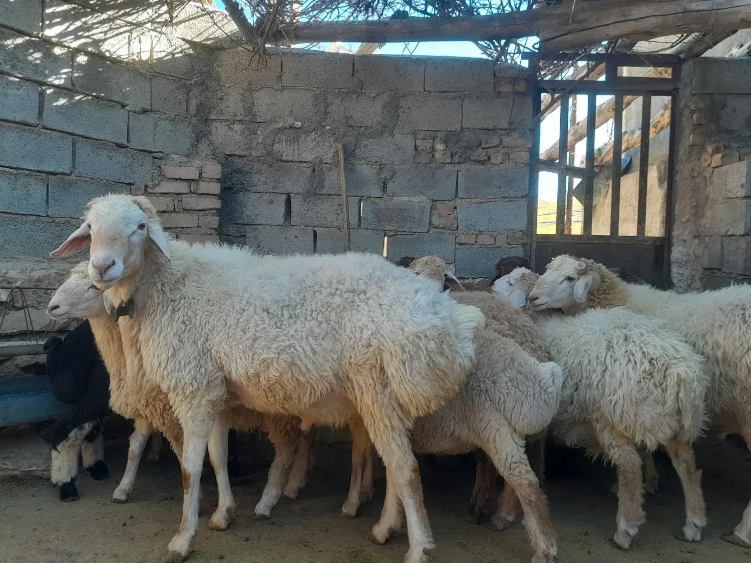 ۱۲عدد بره و یک عدد قوچ موقانی درجه یک ب فروش میرسد|حیوانات مزرعه|بجنورد, |دیوار