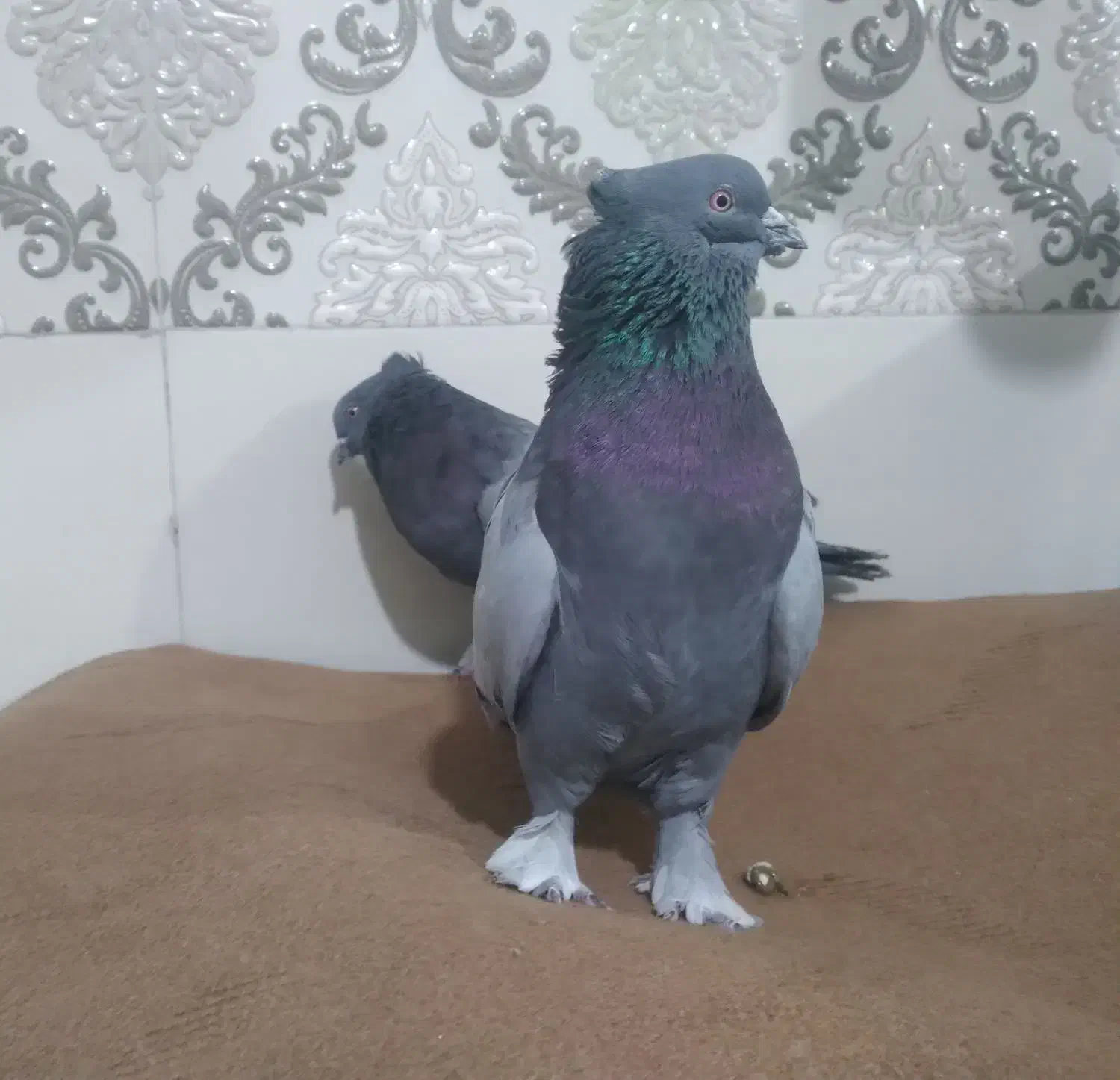 فروش یک جفت کبوتر کاشانی|پرنده|مرند, |دیوار