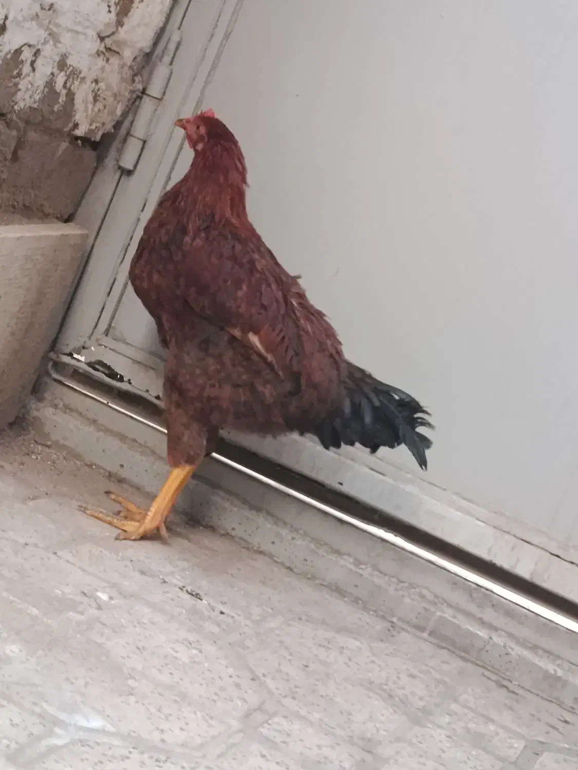 خروس محلی|حیوانات مزرعه|تهران, هفت چنار|دیوار