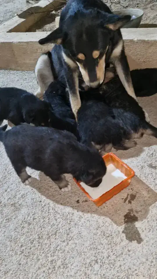 واگذاری نگهداری حیوان خانگی|سگ|ایلام, |دیوار