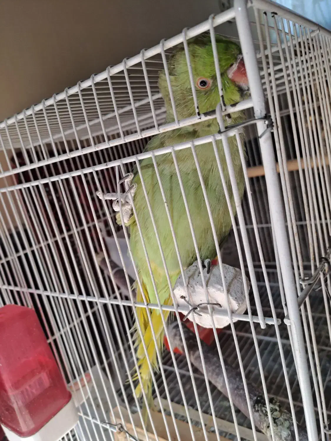 طوطی سخنگو|پرنده|بیرجند, |دیوار