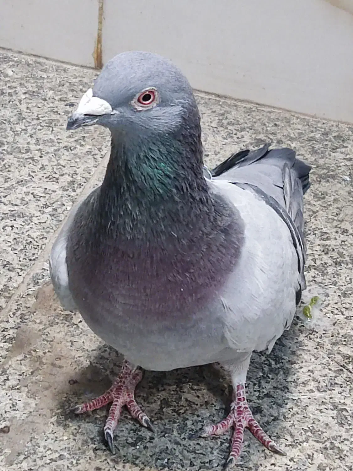 کبوتر مسافتی شکار شده|پرنده|میاندوآب, |دیوار