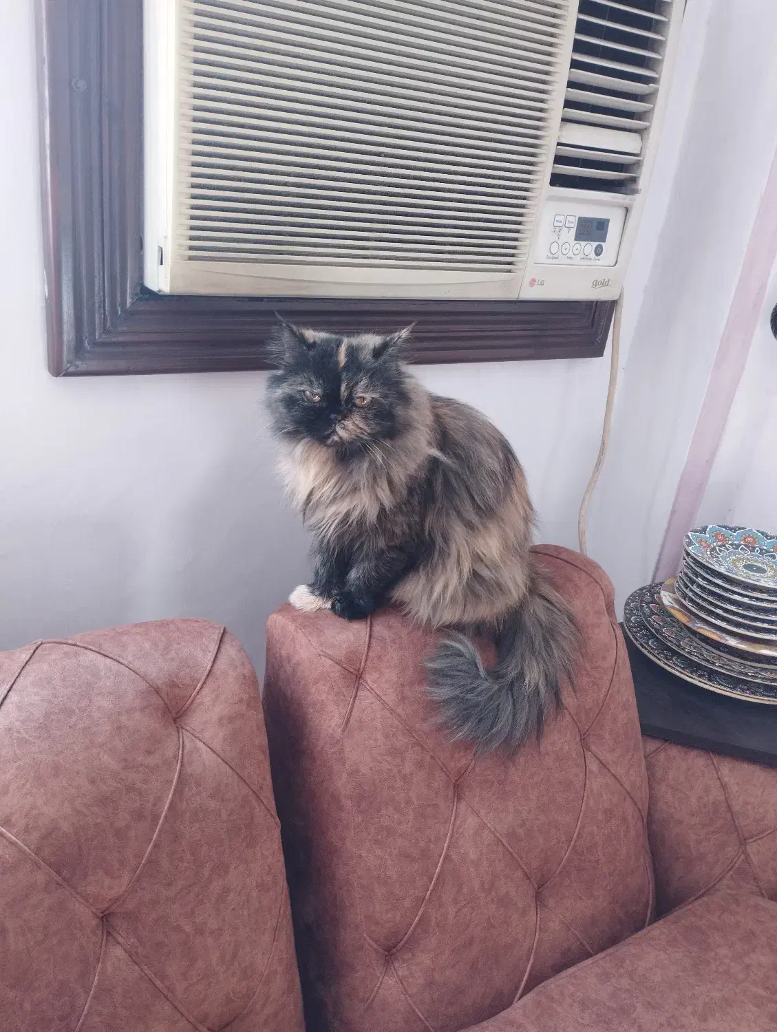 واکذاری گربه پرشین کت|گربه|ساری, |دیوار