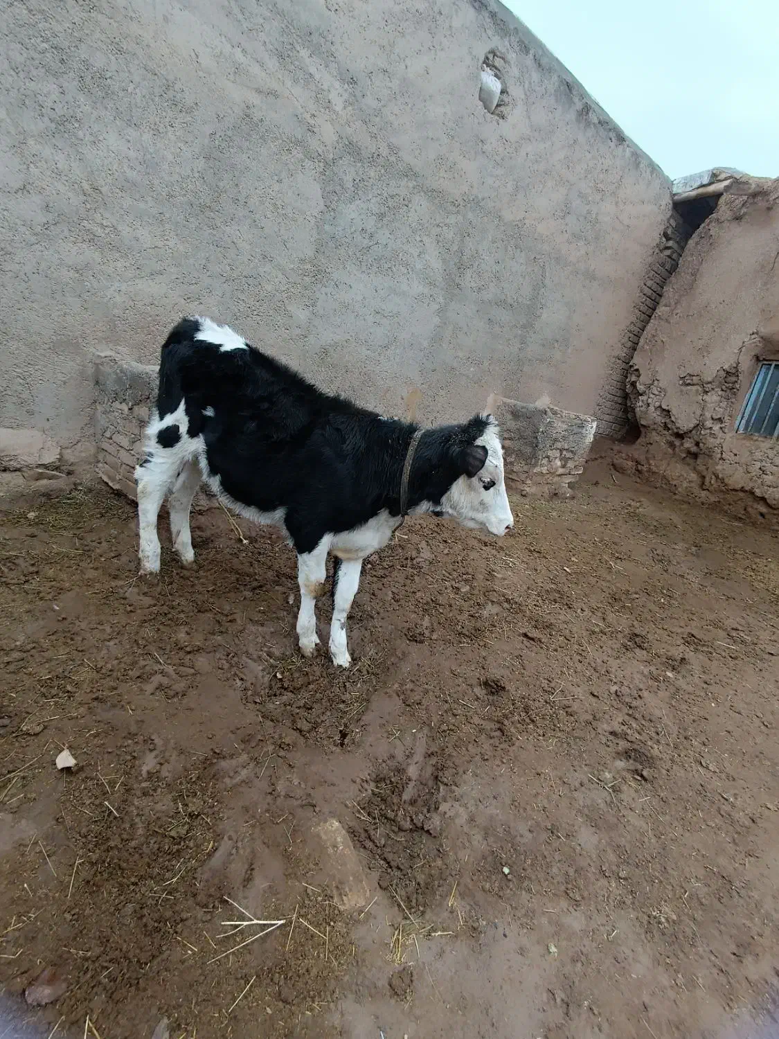 گوساله سیمنتال|حیوانات مزرعه|قیدار, |دیوار