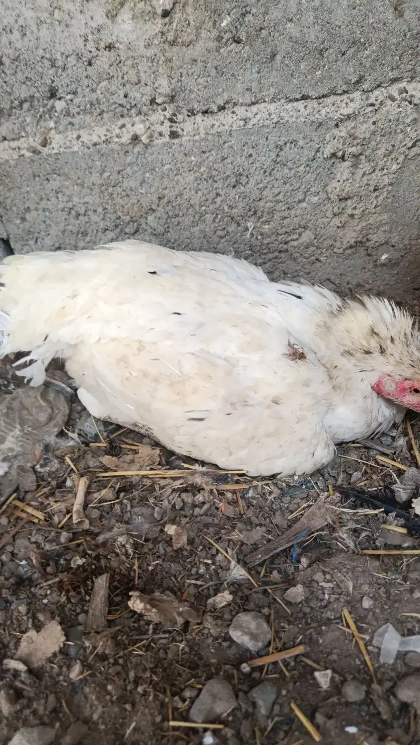 ماده کرچ بدون تخم|حیوانات مزرعه|میناب, |دیوار