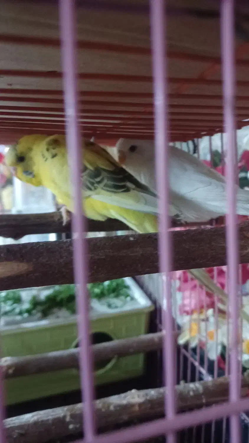 مرغ عشق|پرنده|اندیمشک, |دیوار