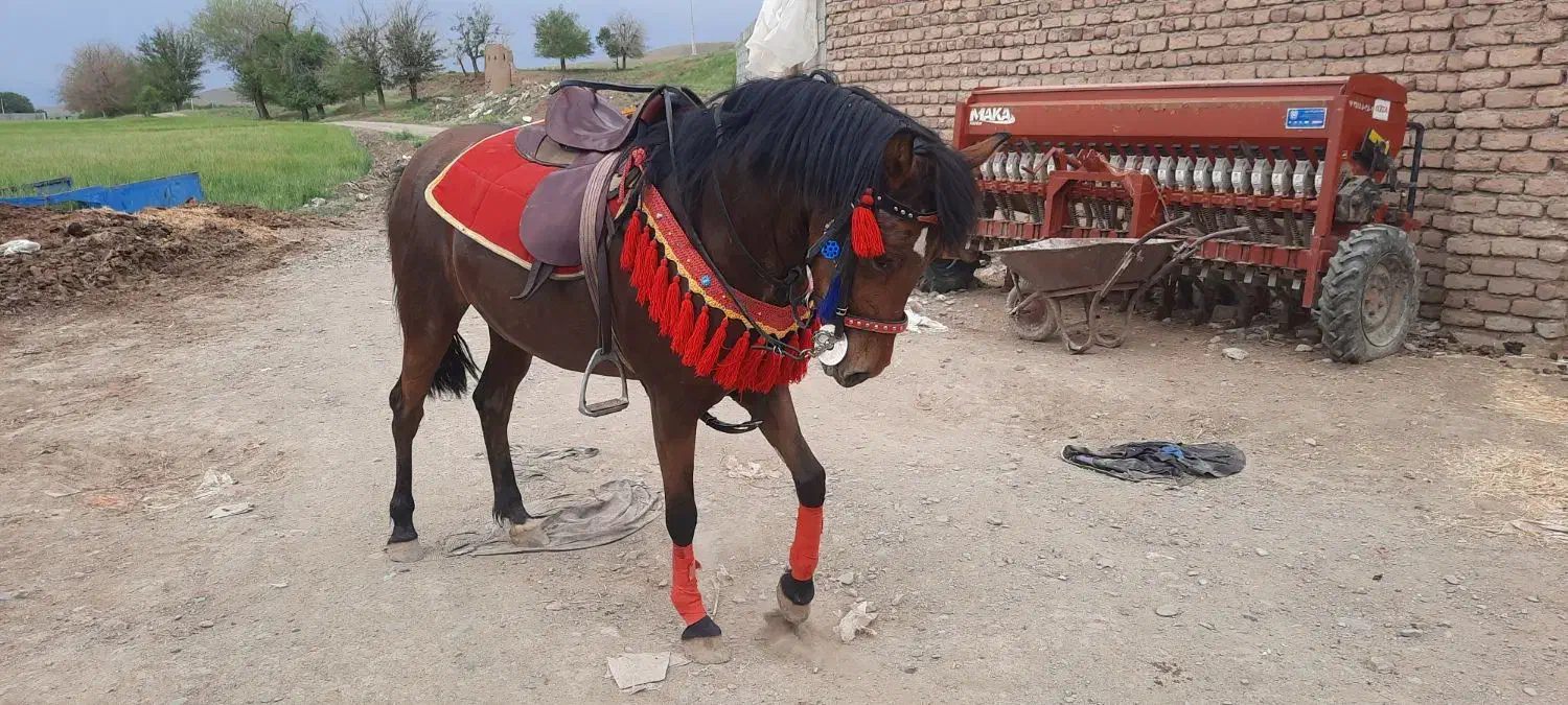 اسب سواری|اسب و تجهیزات اسب‌سواری|کنگاور, |دیوار